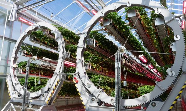 На ферме Dyson выращивают клубнику в гигантских роботизированных колесах