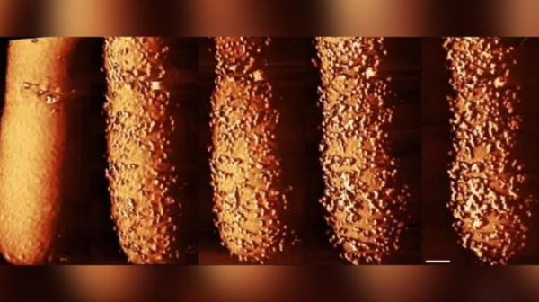 Ученые сняли, как антибиотик убивает бактерию в реальном времени